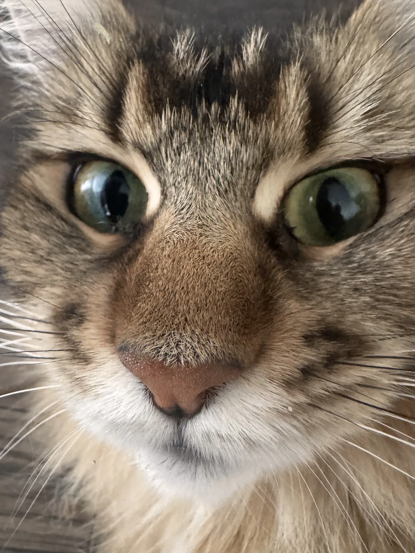 The breeder at Fabelhaft Maine Coons