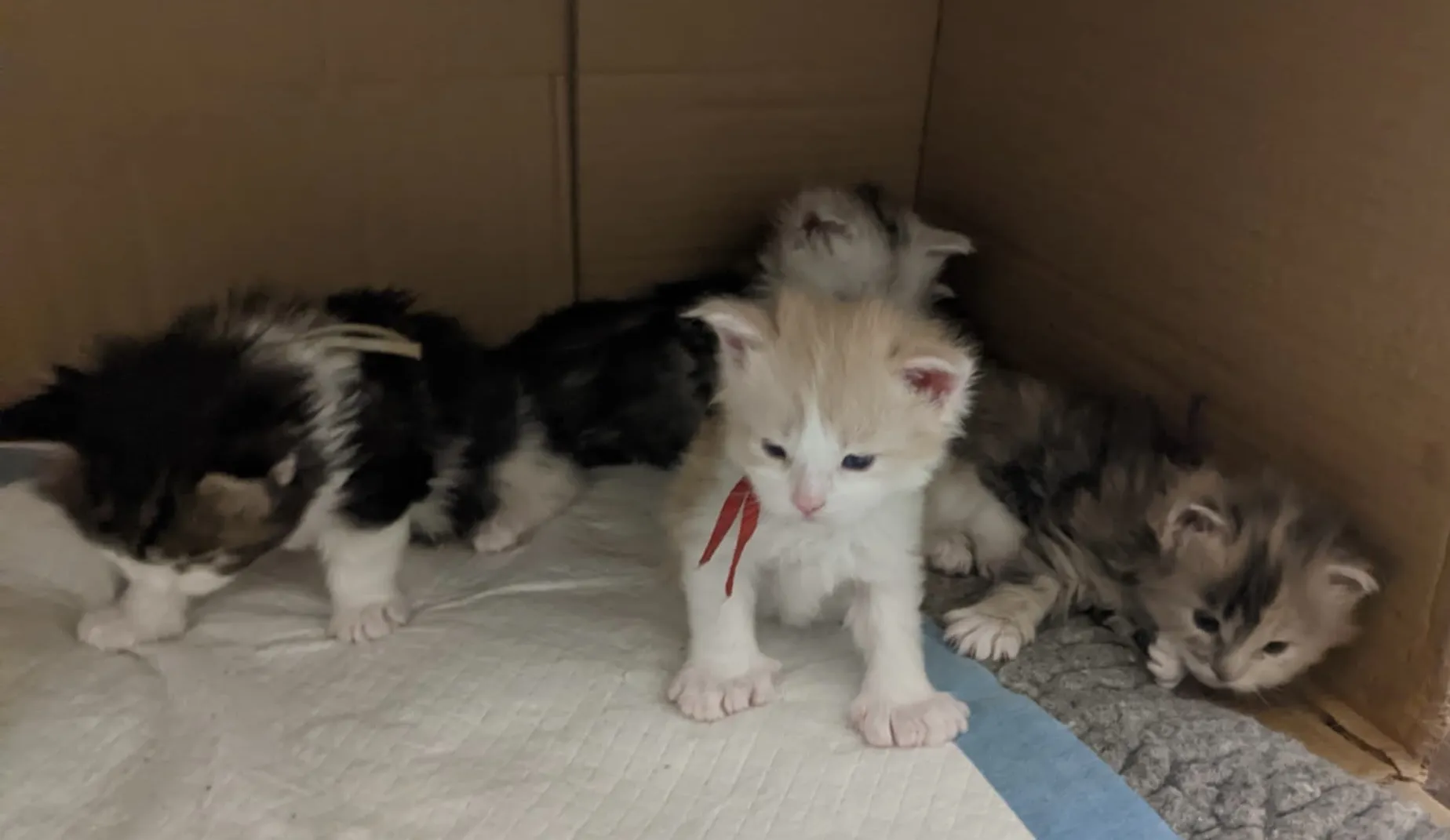 A Fabelhaft Maine Coon kitten