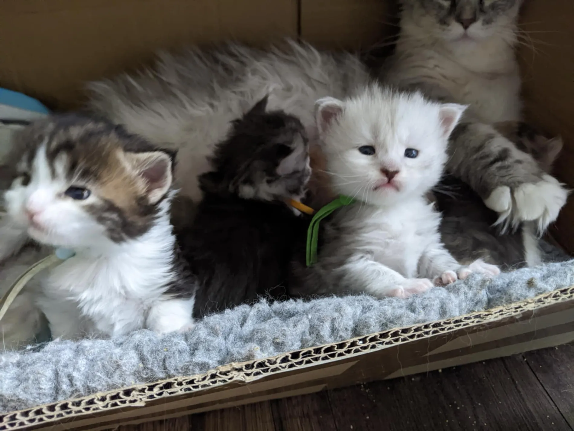 A Fabelhaft Maine Coon kitten